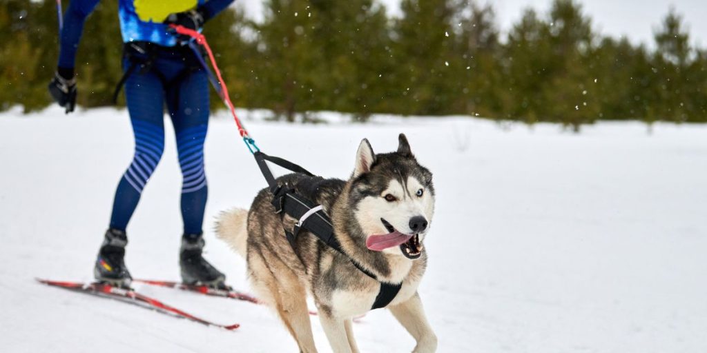 Skijoring & Kicksled Race
