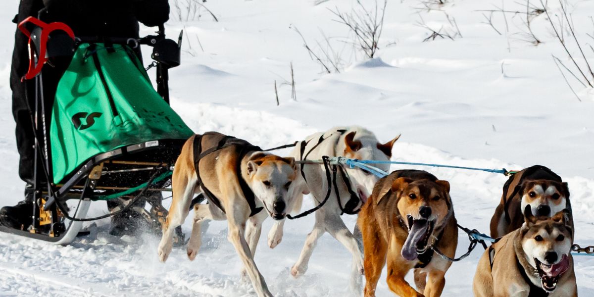 Vita & Area Winter Festival